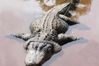 Krokodyl Gustaw - Ciekawostki o Największym Ludożercy