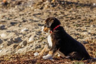 Berneński pies pasterski – charakterystyka, opis, żywienie i cena