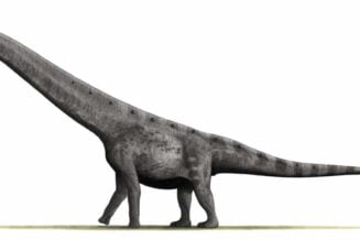 Argentynozaur