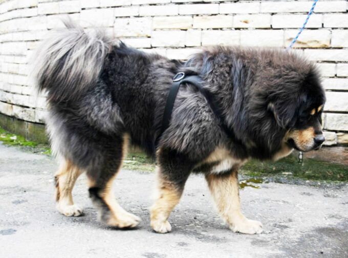 Mastif tybetański
