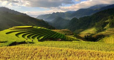 pola w Wietnamie