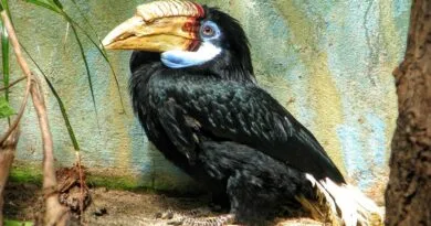 tukan w zoo w Warszawie