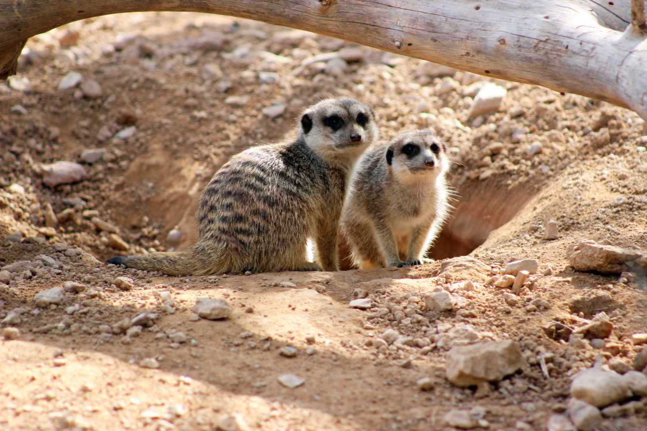 Terra Natura w Alicante